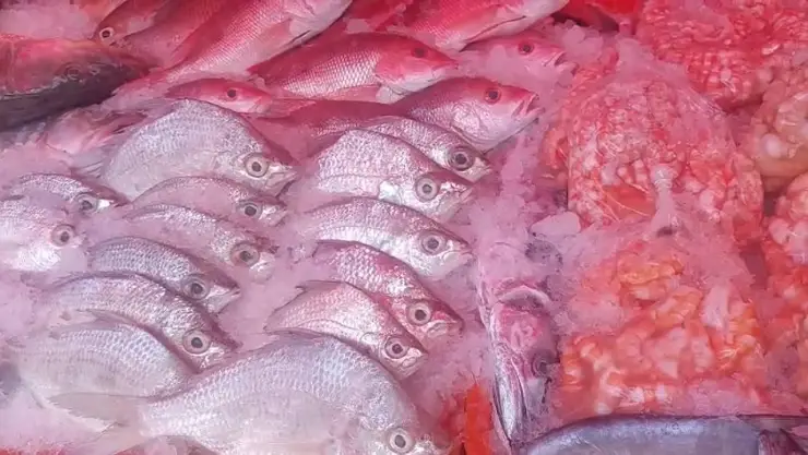 Comerciantes reportan ventas bajas de mariscos en Veracruz ¿Subió el precio?