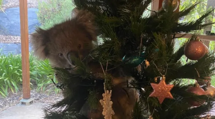 Koala en árbol navideño