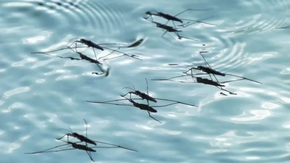 mosquitos casa