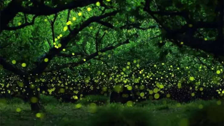 Luciérnagas, peligro de extinción a.jpg