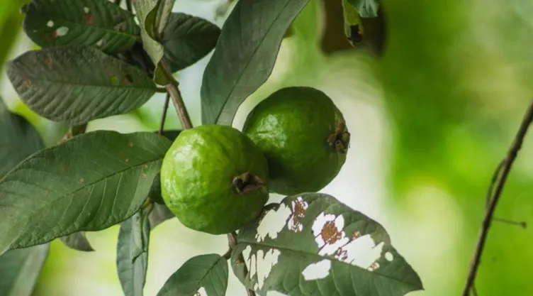 ¿Cómo preparar un tónico casero con hojas de guayaba para frenar la caída del cabello?