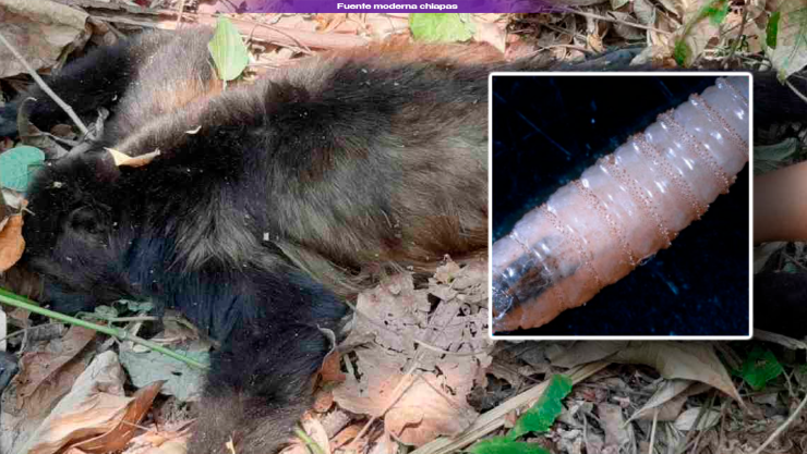 Confirman muerte de mono saraguato por gusano barrenador en Palenque, Chiapas.