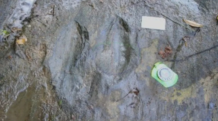 Descubren huellas de dinosaurios en Michoacán