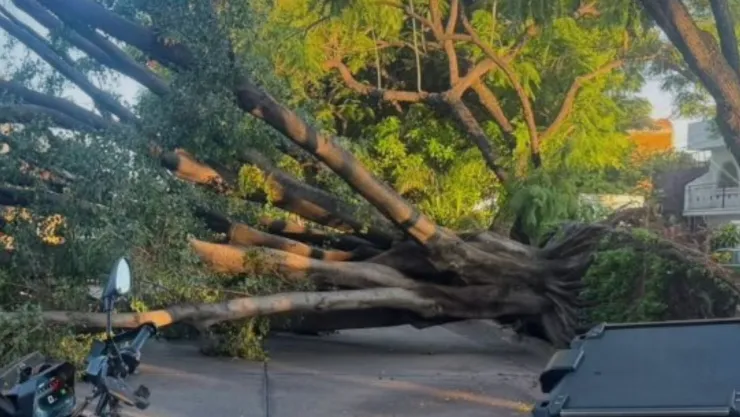 Qué calles están cerradas Tormenta derriba más de 60 árboles en Guadalajara