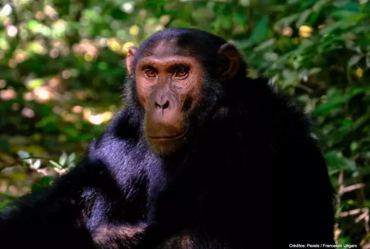 mono vuela papalote.jpg