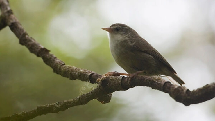 El ave akikiki mide tan solo 13 cm de longitud