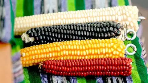 variedades de maíz nativas de México en peligro