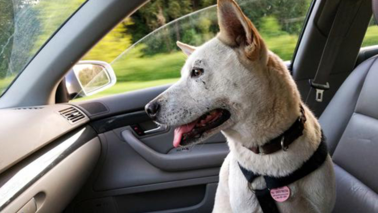 Cómo quitar los pelos de perros en el coche
