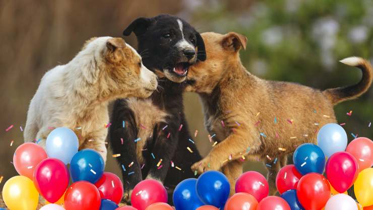 Día Mundial del Perro: 5 datos curiosos que debes saber del mejor amigo del hombre