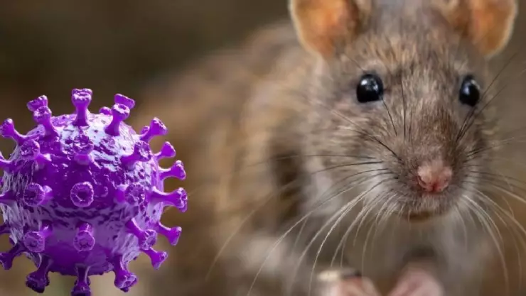 ¿Ratones en casa puede transmitir hantavirus? Esto se sabe sobre la mortal enfermedad que enciende las alarmas