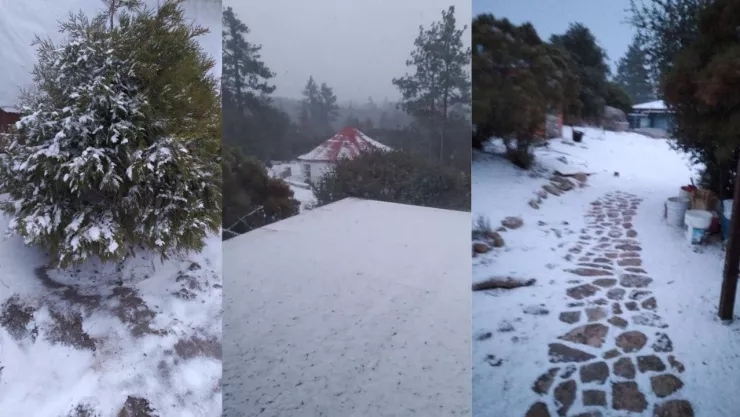 Cae nieve en Sierra de San Pedro Mártir y Sierra de Juárez, Baja California en enero 2025 (VIDEOS)