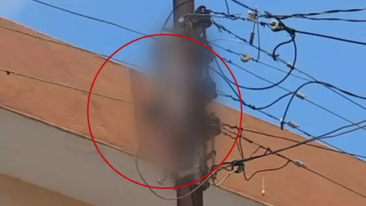 Así puedes identificar a una boa como la que dejó sin electricidad a una colonia en Mérida; A qué números puedo llamar para pedir ayuda_.jpg