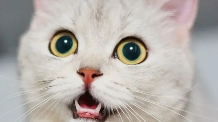 video-gatita-sorda-reaccion-despierta-comida-atun.jpg