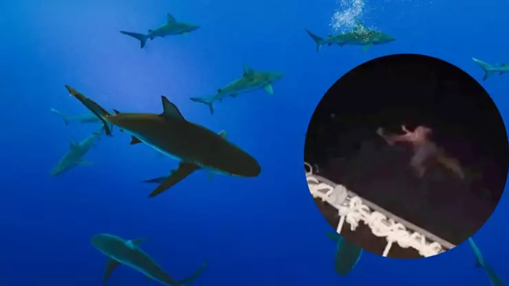 VIDEO Joven se lanza a zona de tiburones y muere; todo por cumplir una apuesta.jpg