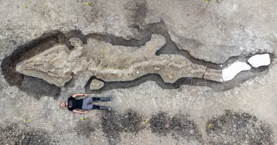 Dragón marino, fósil, Inglaterra 1.jpg