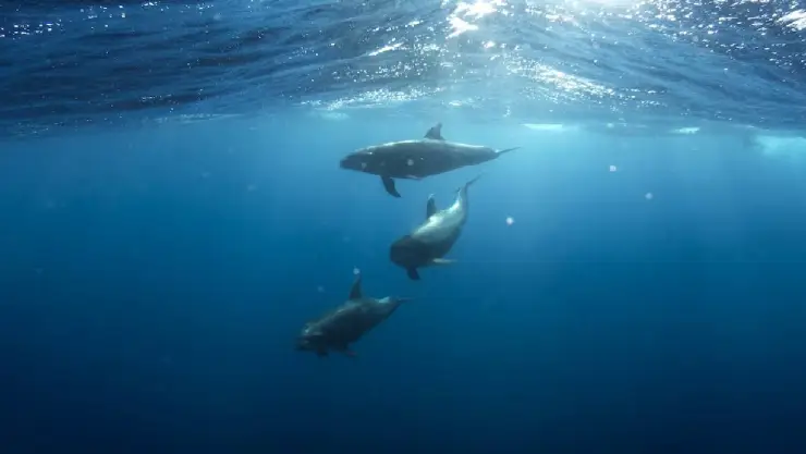 Delfines atacan a adultos mayores en playa de Japón