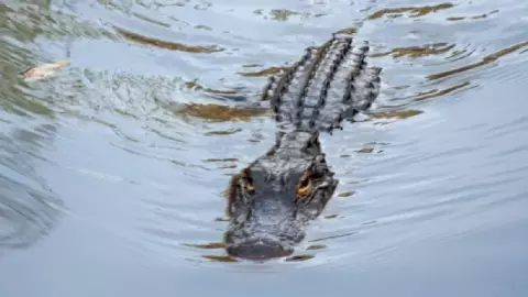 ‘Una iguanota gigante’ Turistas son sorprendidos por un cocodrilo en Cancún (1).jpg