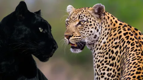 Captan a leopardo y pantera juntos