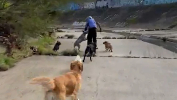 Jauría de perros defiende a mujeres de un agresor en Australia