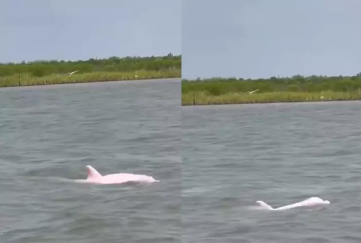 Se viralizan delfines rosas por el estreno de Barbie