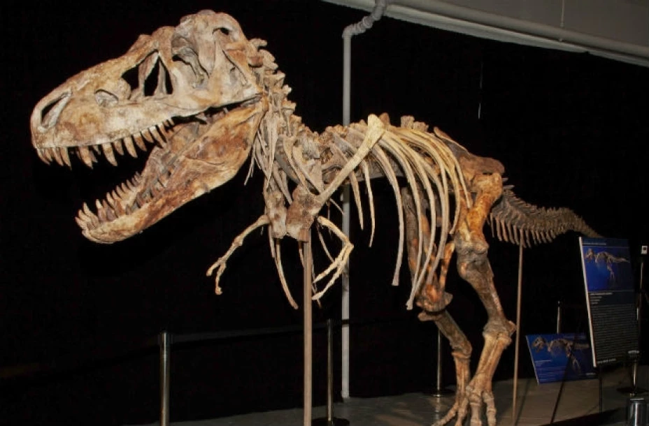 Fósil de un tiranosaurio que es parte central de una demanda en la que se solicita su devolución a Mongolia. El comerciante de fósiles, Eric Prokopi, se declaró culpable de cargos de contrabando y aceptó entregar el fósil cotizado en un millón de dólares.