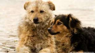  perros 