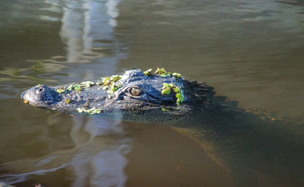 abuelita-caiman-perro