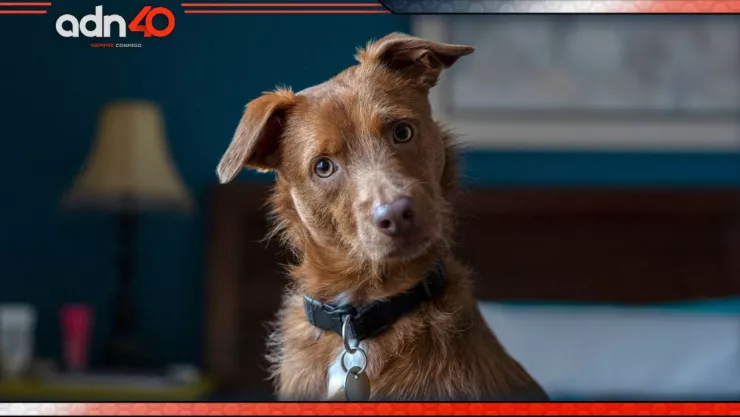 Cómo aprender a identificar el lenguaje corporal de tu perrito