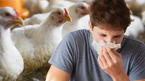 gripe aviar en Uruguay