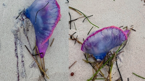 Alerta por Carabelas Portuguesas en Playas de Tabasco