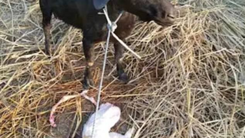 cabra rostro humano cria