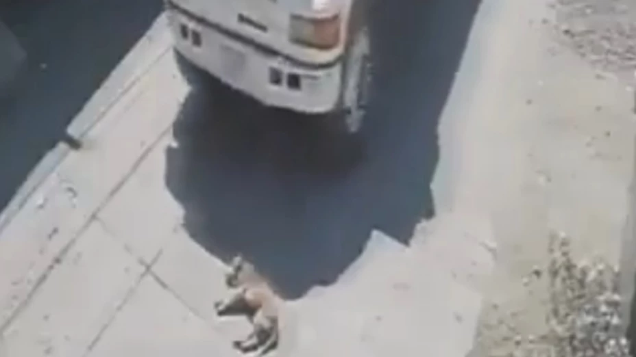 camión de carga atropella perrito izúcar de matamoros puebla