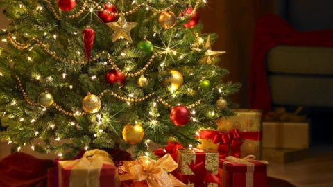 Cada árbol puede convertirse en composta que servirá de abono para futuras reforestaciones.