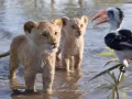 El Rey León Live Action Doblaje