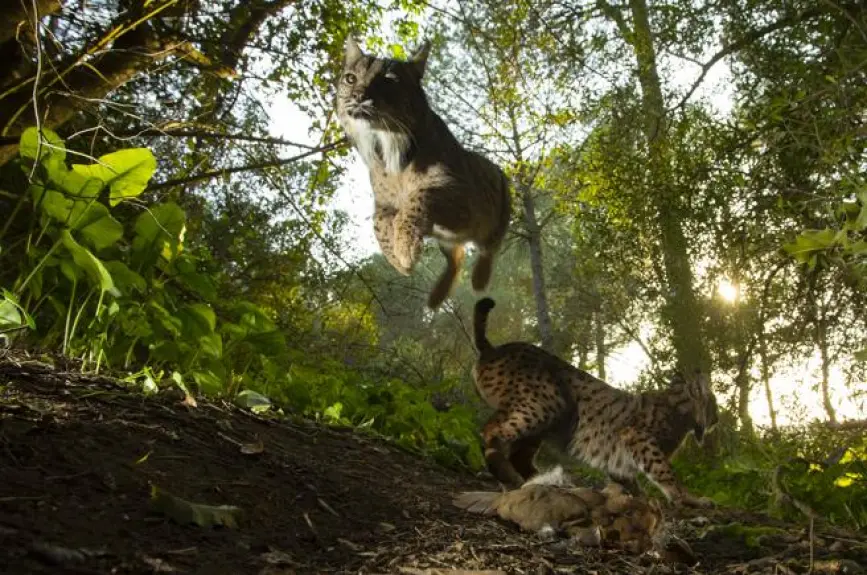 El lince ibérico es el felino más amenazado del planeta. Hay casi 700 ejemplares en libertad aunque aún queda mucho por hacer. Los esfuerzos de conservación están dando resultado: En 2002 quedaban menos de 100 ejemplares, ahora ya son más de 800 viviendo en libertad en la Península Ibérica, informa WWF.