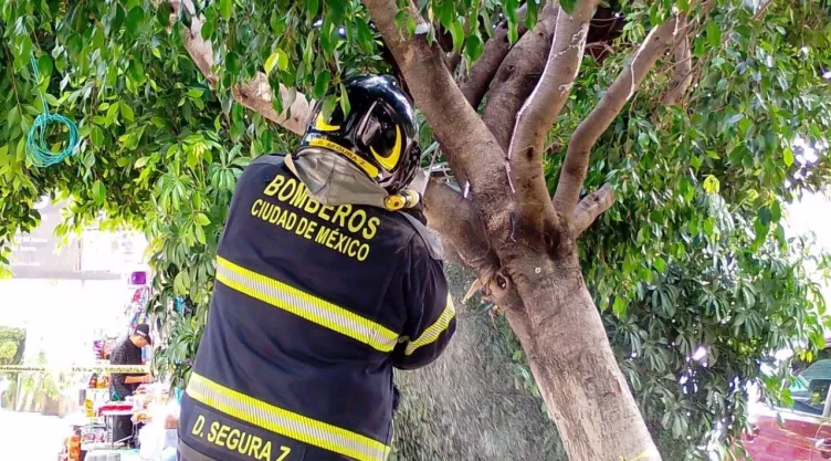 Árbol de 5 metros se desploma en la carretera Picacho-Ajusco este miércoles