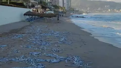 Cientos de peces muertos en Puerto Vallarta