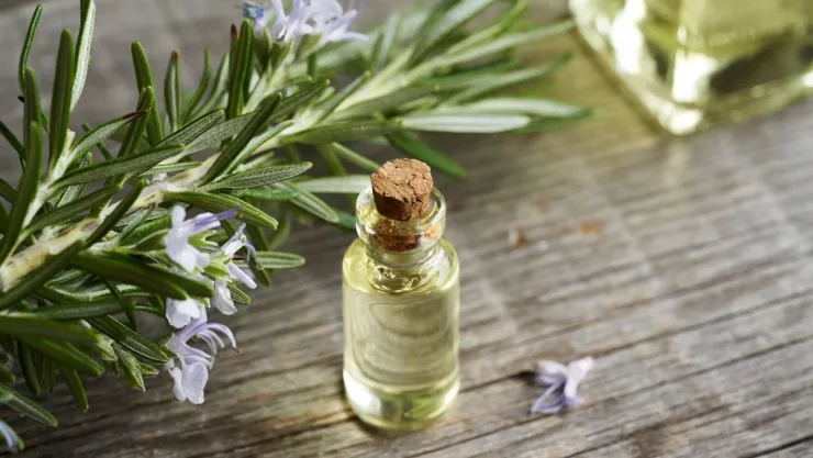 Atrae la fortuna con este ritual con base en romero