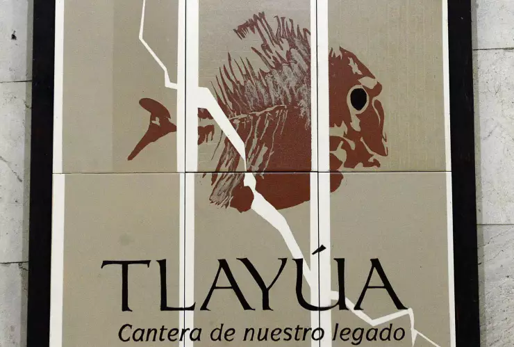 Museo Universitario exhibe fósiles de hace 100 millones de años