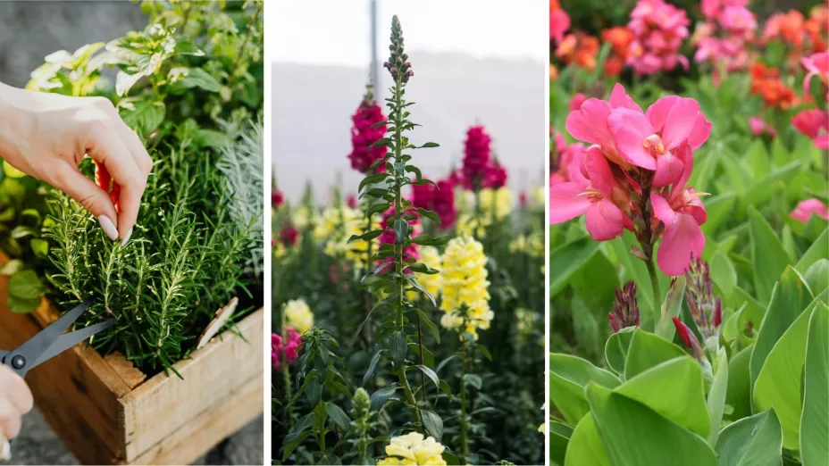 Las plantas romero, boca de dragón y canna despliegan toda su belleza cuando el sol les da de lleno y realza sus colores.