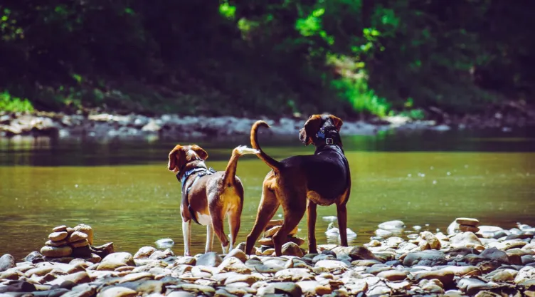 ¡Lo aprueban! Personas que rescaten a animales en CDMX serán recompensadas
