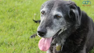 Pastillas para prolongar la vida de las mascotas
