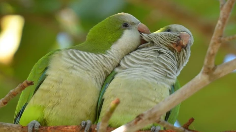 Perico Monje en Chihuahua