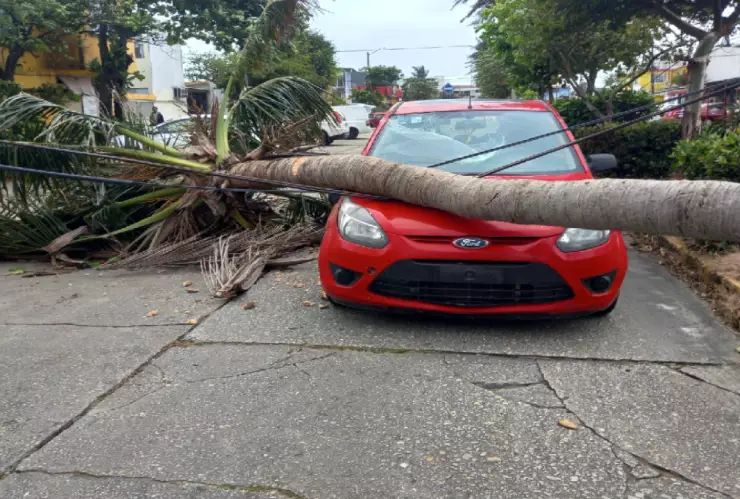 Cae palmera en auto_1