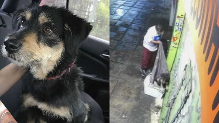 De-dormir-en-la-calle-a-vivir-en-una-casa-adoptan-a-perro-que-le-robaron-su-cobija-en-Iztapalapa