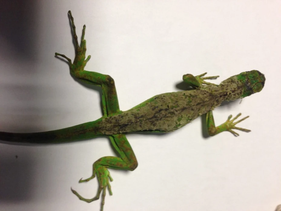 Iguana