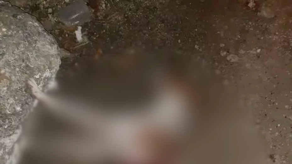 Nuevo caso de CRUELDAD ANIMAL en Panabá; perrito MUERE de un disparo
