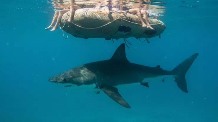 Niño queda en estado crítico tras brutal ataque de tiburón mientras pescaba.jpg