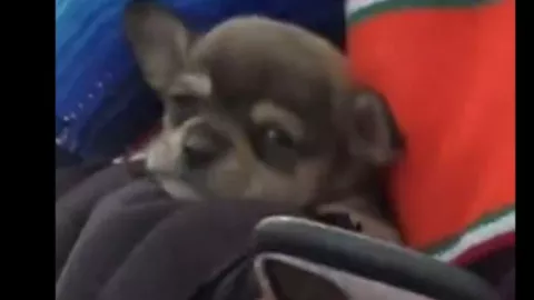 Perrito en la línea de Tijuana