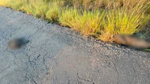 Encuentran jabalíes sin v1da en plena carretera